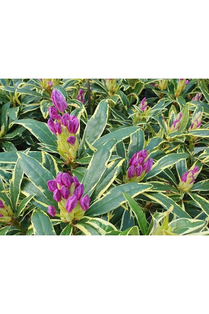 Рододендрон понтійський ’Variegatum’